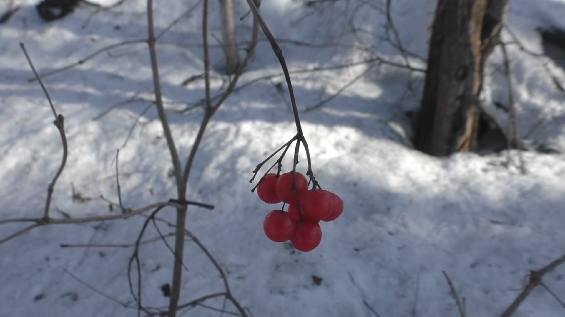 Снежное Весеннее утро.