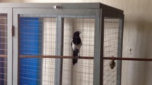 Говорящая сорока Сара