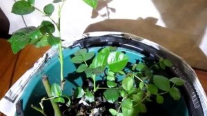 Черенки роз на подоконнике зимой. Проблемы. Что делать?