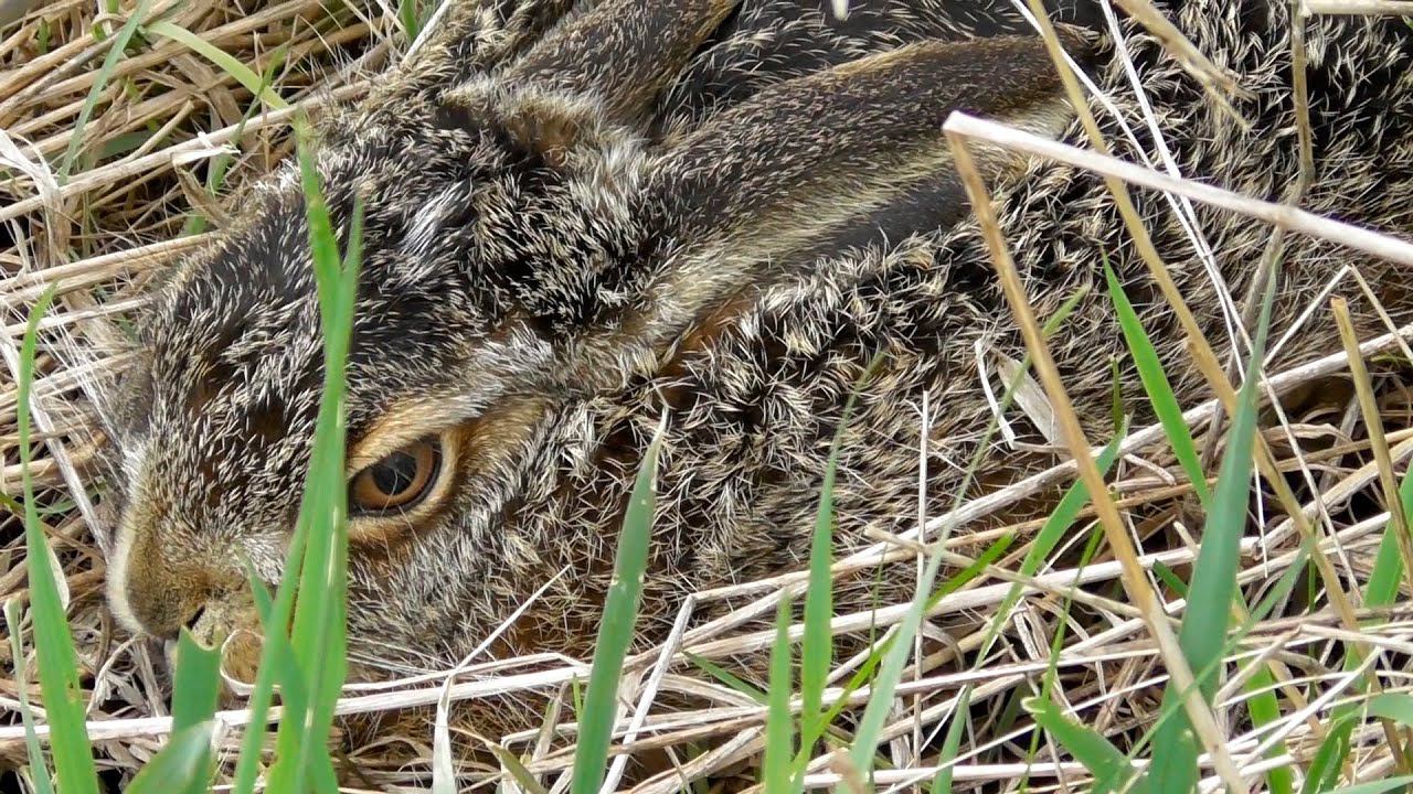 Little hare hides in grass / Маленький зайчонок затаился в траве смотреть онлайн