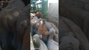 @_TV-zh3hi как делать укол  внутримышечно корове