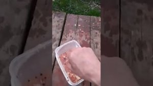 "шашлык" слово мясника из Пятёрочки(((