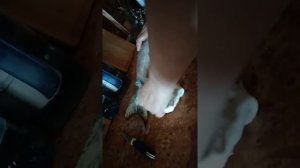 Снимаем шкуру с горбуши