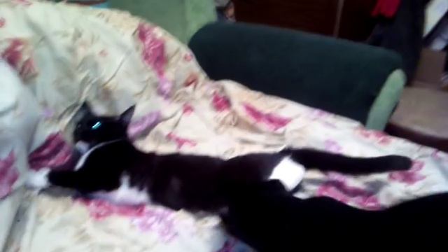 Той-терьер жарит смотреть онлайн