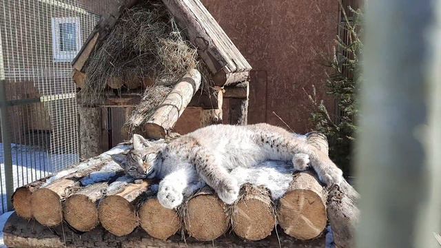 Рыси греются на солнышке🌞🐾 Хасан на своём посту🐆 ПАРК Земля Прайда 🌿 смотреть онлайн