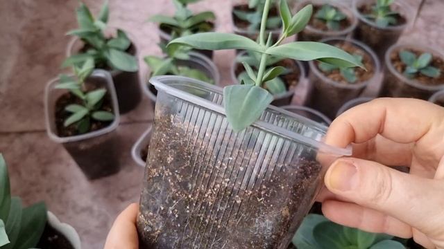 Проблемы рассады Эустомы - скручивание и пожелтение листьев, вытягивание. Почему и Как исправляю