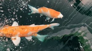 ? Карпы кои - самые красивые и выносливые рыбы, которых можно запустить в свой пруд!