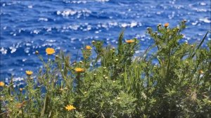 ~ БОЛЬ ДУШИ ... Эдгар Туниянц, нежная и трогательная мелодия / PAIN OF THE SOUL - Edgar Tuniyants 💖