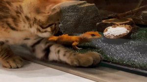 ЗАВЕЛИ БЕНГАЛЬСКОГО КОТА И ОФИГЕЛИ КАКОЙ ОН КЛАССНЫЙ