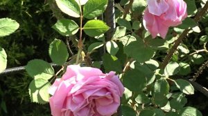 Rosa 'Conrad Ferdinand Meyer'
