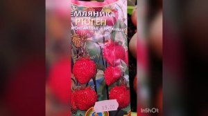 Земляника Рюген из семян. Опыт новичка.
