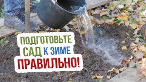 КАК СДЕЛАТЬ ПРАВИЛЬНО влагозарядный полив деревьев осенью?