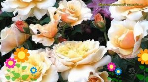 Роза кустовая Карамелла. Краткий обзор, описание характеристик, где купить саженцы Caramella