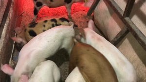 Ножницы для купирования хвостов поросят, электрические, обзор/щипцы для удаления клыков у поросят