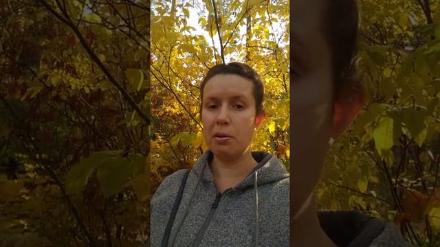 Практики по набору энергии от природы, от деревьев.