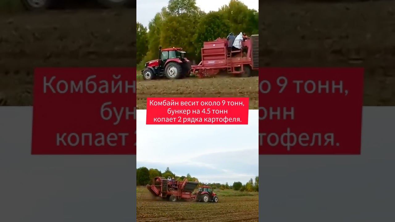 НА РАССЛАБОНЕ: Трактор YTO X1304 убирает картофель с комбайном Grimme DR1500 смотреть онлайн