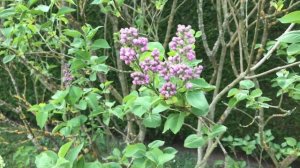 Lilas 'Syringa vulgaris'  violet  'Katherine Havemeyer' et rouge  'Souvenir de Louis Spaeth'  ...