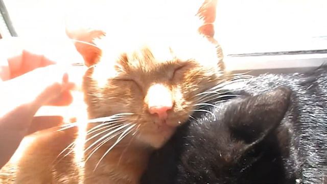 Коты лежат в обнимку