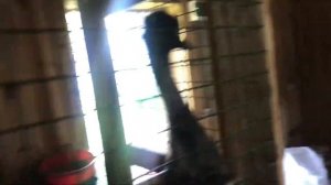 Автоматическая Шнековая кормушка для сельскохозяйственных животных