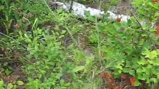 Пересаженная сосна желтеет и остальные молодые сосны смотреть онлайн