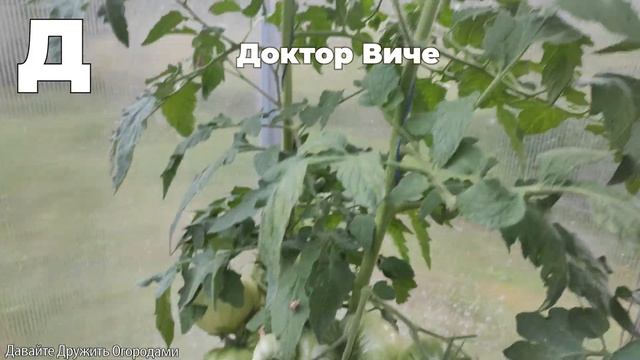 Томаты на букву Д. ПОЛНЫЙ ОБЗОР. ОТ А ДО Я
