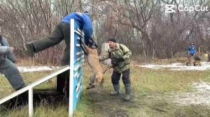 Дрессировка собак в Омске - ОЦССС