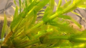 Нерест коридорасов панда