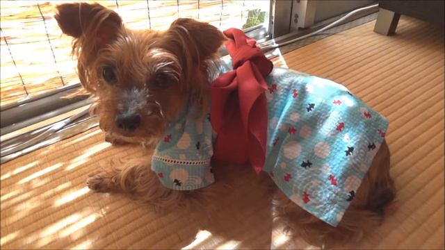 ヨーキー浴衣 Yorkie wear Yukata, kind of Kimono ヨークシャテリア yorkshire terrier смотреть онлайн