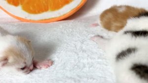 Новорожденные котята открывают глаза и учатся ползать