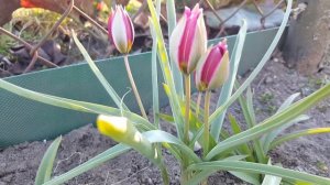 Тюльпан ботанический Пульхелла Персиан Перл . Tulipa Pulchella Persian Pearl .