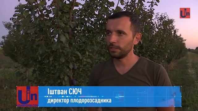 Слива розміром в куряче яйце! На Закарпатті презентували унікальний сорт слив смотреть онлайн