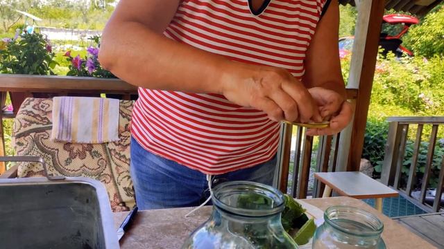 Солим ???огурчики ! Проверенный рецепт ! смотреть онлайн