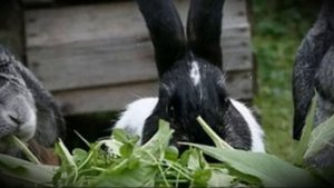 Какую траву не нужно включать в рацион кроликов что нельзя им давать