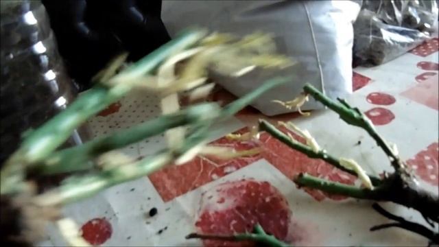 РОЗЫ В СИБИРИ. ПОДРАЩИВАНИЕ смотреть онлайн