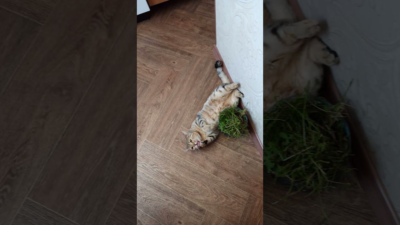 21 июля 2021 г. смотреть онлайн