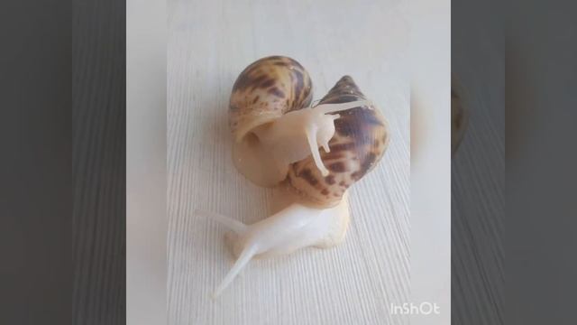 #улитка смотреть онлайн