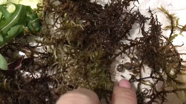 Детёныши улитки Ахатина. Наши новые питомцы😁😁 смотреть онлайн