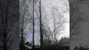 Спил арбористом березы на участке