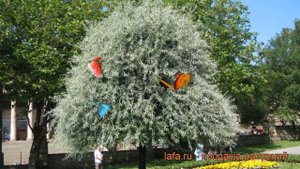 Груша иволистная Пендула (pyrus) 🌿 груша Пендула обзор: как сажать крупномеры груши Пендула