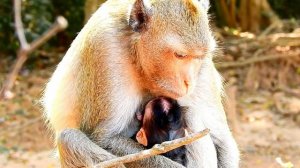 Sweet !! Milk Baby Macaque Wildlife Newborn Look So Hard Get From Mom