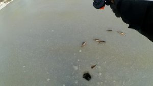 Крупный окунь на балансир по первому льду. Зимняя рыбалка в Ярославской области 2020.