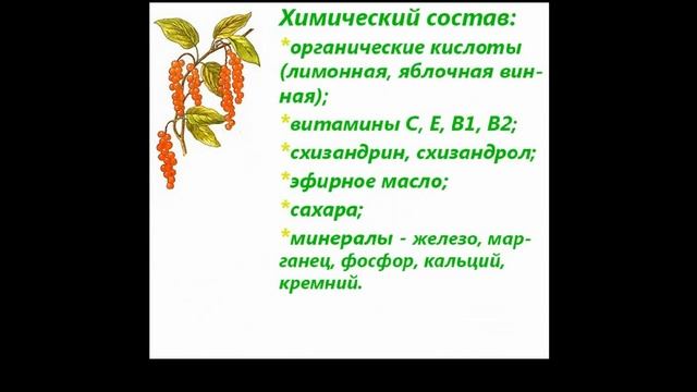 Лимонник китайский Лечебные свойства смотреть онлайн