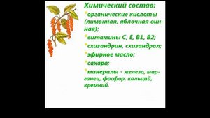 Лимонник китайский Лечебные свойства