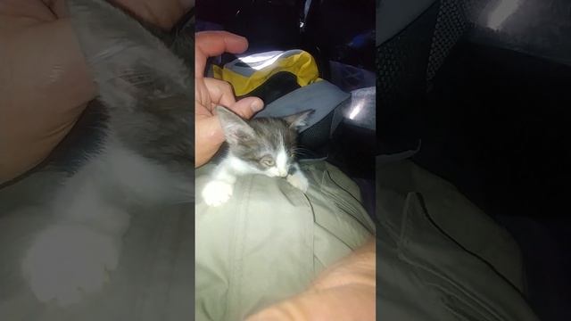 Неужели Динка отравилась и я ее никогда не увижу? смотреть онлайн