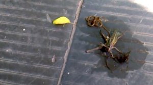 Черви в саранче..