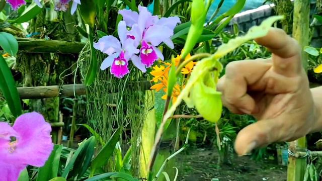 Moyobamba, ciudad de las Orquídeas смотреть онлайн