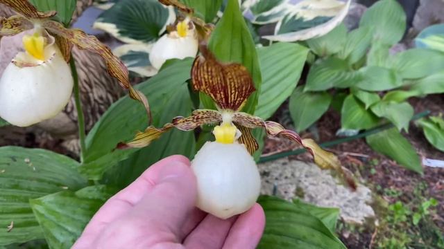 Венерины башмачки все еще цветут, а уже конец июня!!! смотреть онлайн