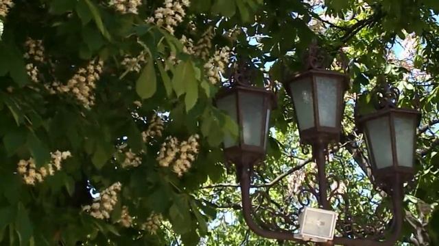 цветы каштан 6 смотреть онлайн