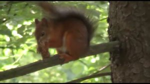 Всё пройдёт и печаль и радость