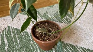 Hoya archboldiana albomarginata-люблю и ненавежу!
